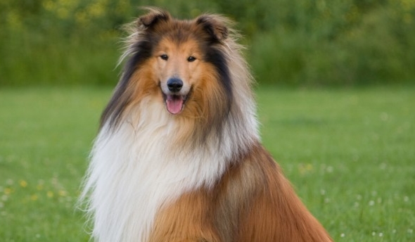 Datos curiosos de los perros Collie