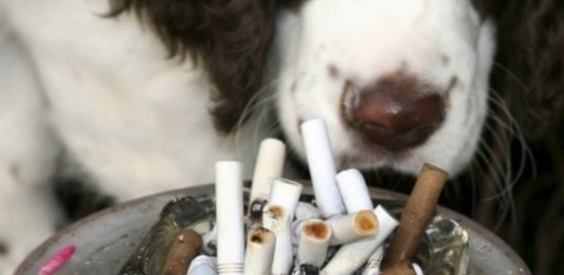 El humo del tabaco afecta y es un peligro para las mascotas