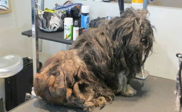 Ellen la perrita abandonada que fue rescatada