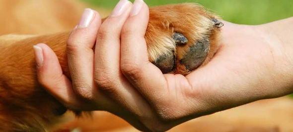Mascotas como beneficio de la salud humana