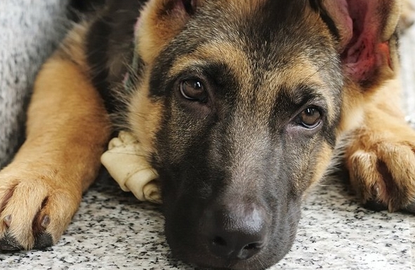 Razas de perros más fieles al hombre