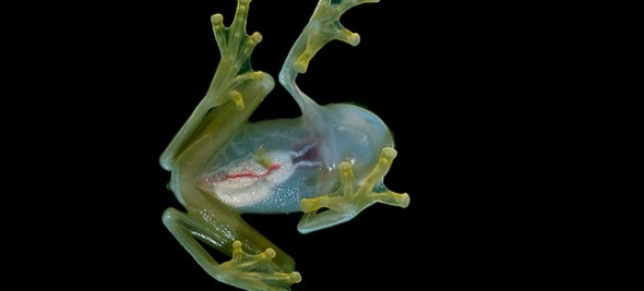 ranas de cristal