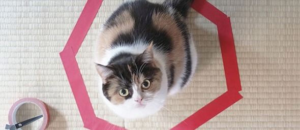 A los gatos les gusta meterse dentro de los círculos