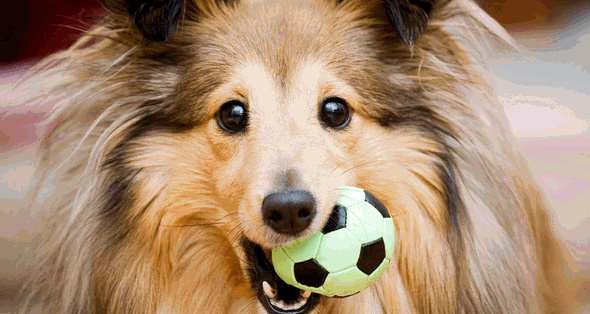 Consejos para que tu perro no muerda cosas