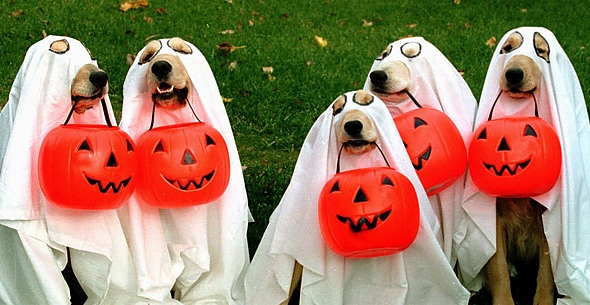 Halloween ideas de disfraces para las mascotas
