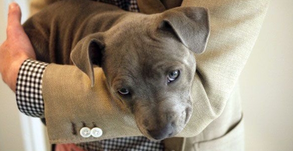 Lo negativo de cargar a los perros en brazos