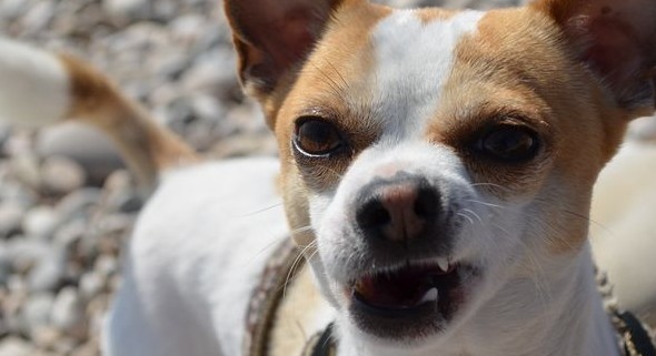 Los perros también pueden estar de mal humor