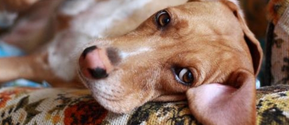 Qué hago si mi perrita entre en celo y no esta esterilizada