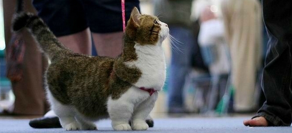 Cómo educar al gato para sacarlo a pasear