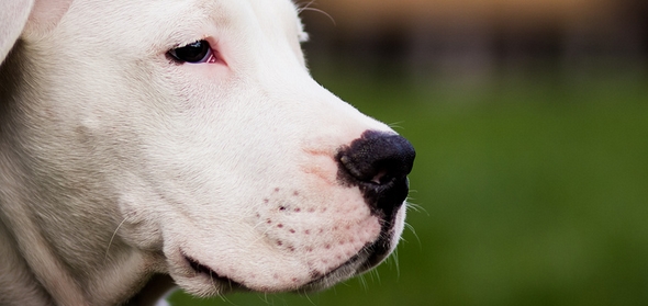 Demodexia Canina, enfermedad parasitaria que ataca la piel del perro