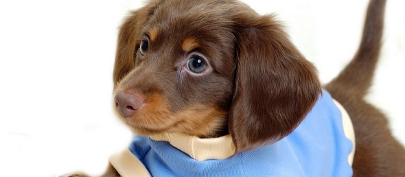 Ideas nombres para perros y cachorros machos