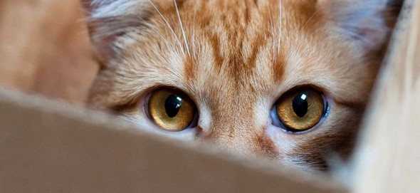 Los gatos y la mudanza