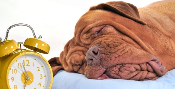 No Olvido, aplicación para recordar todo de las mascotas