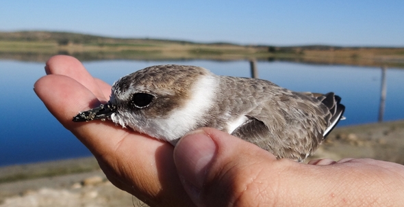Primeros auxilios para aves qué hago si encuentro un pájaro herido