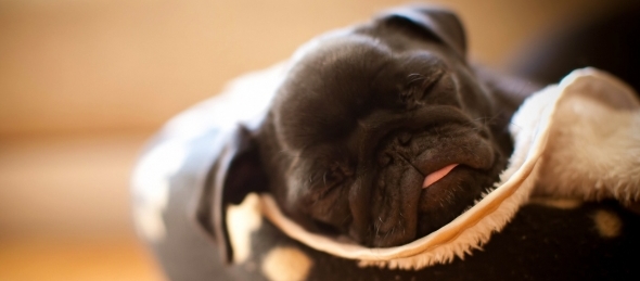 Actúa rápido si tu cachorro presenta síntomas de parvovirus