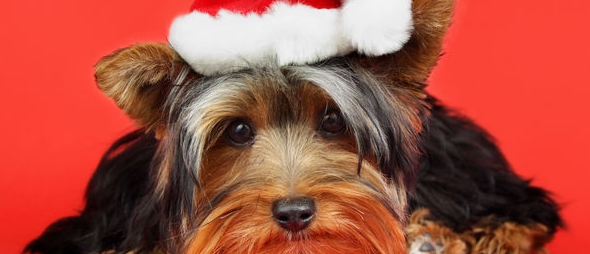 Celebra la Navidad sin crear miedos en tus perros y mascotas
