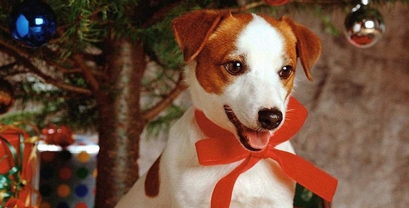 Consejos para antes de regalar una mascota a tu niño en Navidad