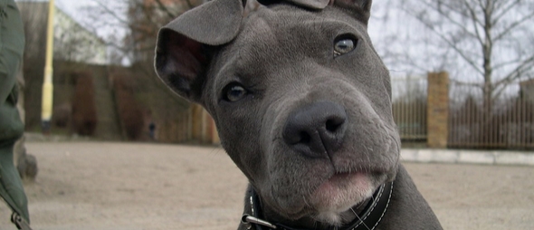 Cuál es el momento justo para que el cachorro salga a la calle