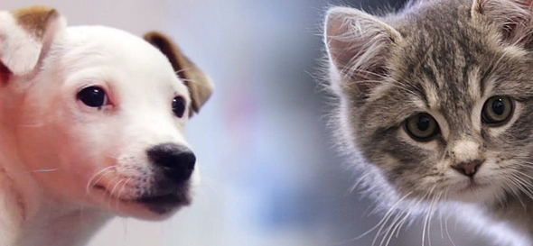 El efecto perrogato existe y nos hace felices