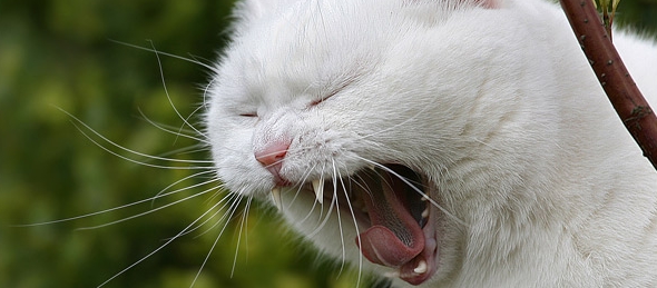 Mi gato maúlla de forma excesiva