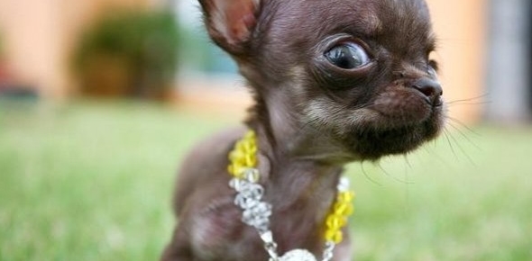 Tips para elegir un nombre para la mascota