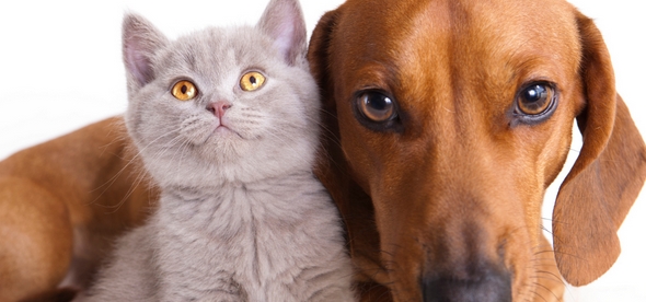 decision tener mascotas