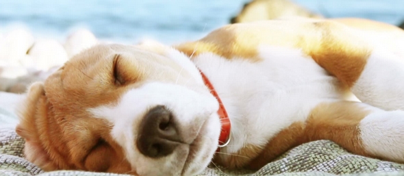 Beneficios y peligros del Sol para los perros