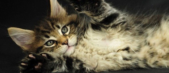 Comunicación de los gatos