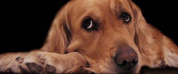 Cuando los perros se quedan solos en casa sufren