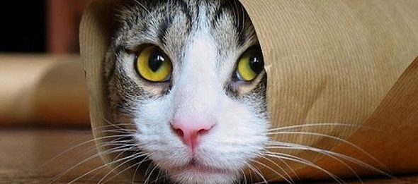 Fotografías graciosas de gatos curiosos