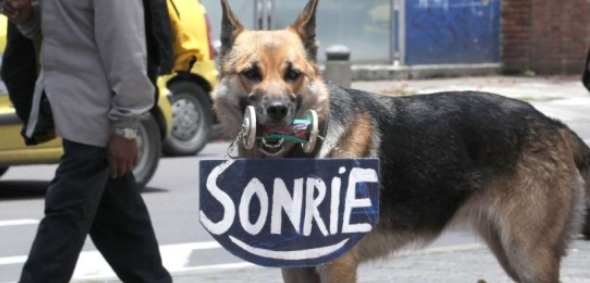 Fotografías graciosas de perros que intentan ser ninjas escondidos