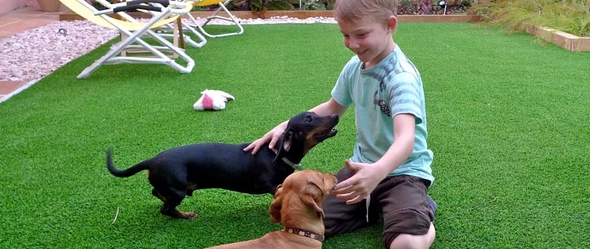 La mejor casa para el perro