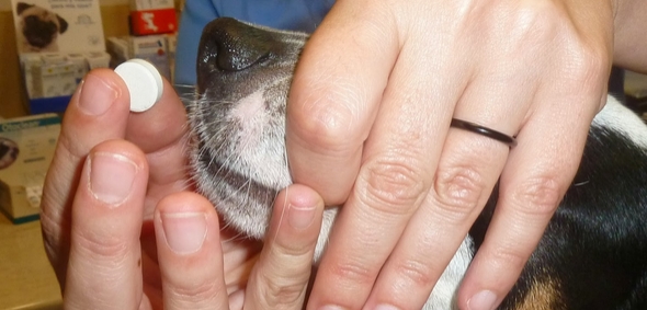 Las medicinas humanas son mortales para los perros