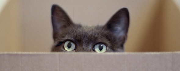 Construye la mejor vivienda para el gato