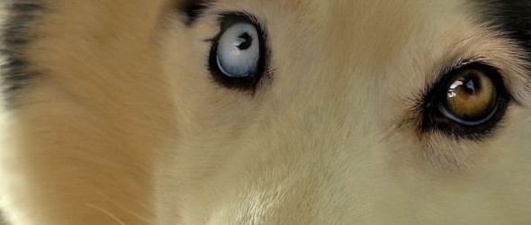 Fotografías de animales con los ojos de diferente color, la heterocromía