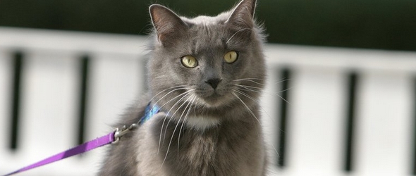 No todos los gatos quieren salir a pasear