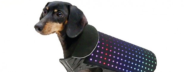 Disco Dog estilo y seguridad para tu perro