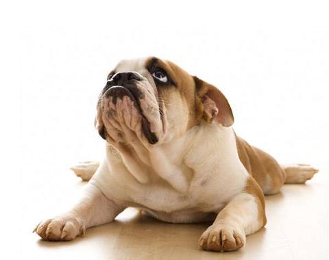 terapia genica diabetes perros terapia genica diabetes perros
