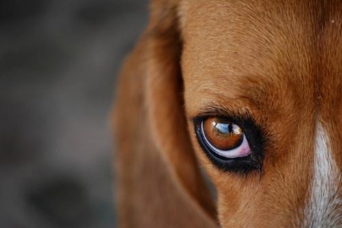 ojos de perro