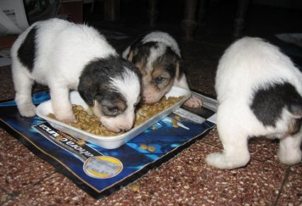 Comida para perros cachorros